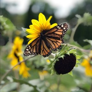 Meet your Posher, Kelli